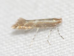 Cremastobombycia solidaginis