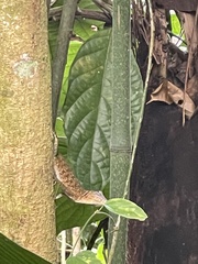 Anolis lemurinus