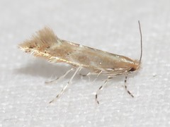 Cremastobombycia solidaginis