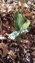 Asclepias otarioides