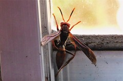 Polistes lanio