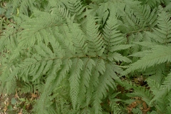 Parapolystichum microsorum