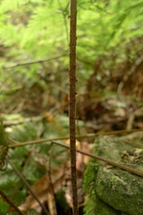 Parapolystichum microsorum