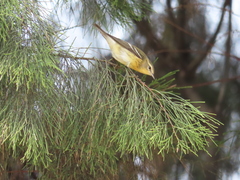 Setophaga fusca