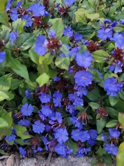 Ceratostigma plumbaginoides