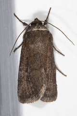 Sympistis stabilis