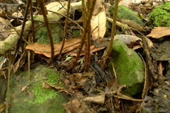 Parapolystichum microsorum