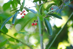 Citharexylum montevidense