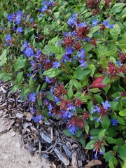 Ceratostigma plumbaginoides