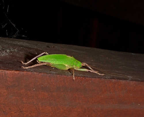 Pizatettix sanctaecrucis