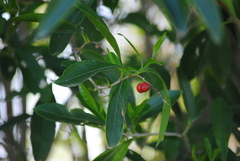 Citharexylum montevidense