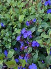 Ceratostigma plumbaginoides