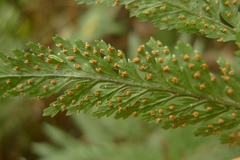 Parapolystichum microsorum