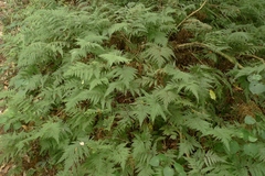 Parapolystichum microsorum