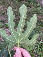 Fig mosaic emaravirus