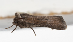 Sympistis stabilis