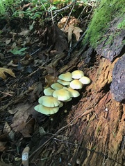 Hypholoma