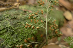 Asplenium hookerianum