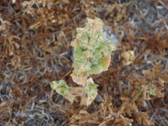 Atriplex fruticulosa