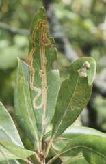 Phyllocnistis hyperpersea