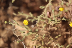Acacia lycopodiifolia