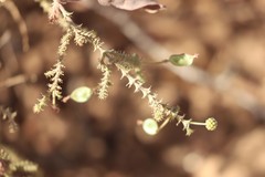 Acacia lycopodiifolia