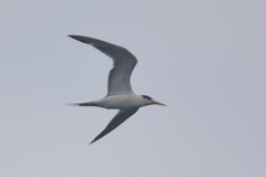 Thalasseus bengalensis