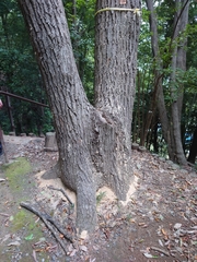 Platypus quercivorus