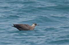 Stercorarius parasiticus