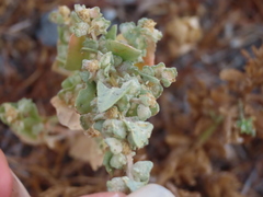 Atriplex fruticulosa