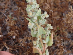 Atriplex fruticulosa
