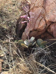 Adromischus umbraticola