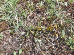 Carmichaelia corrugata