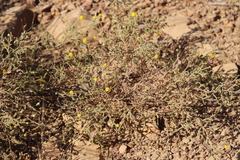 Acacia lycopodiifolia