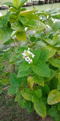 Pseuderanthemum maculatum