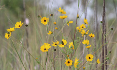 Helianthus agrestis