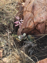 Adromischus umbraticola