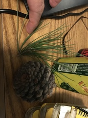 Pinus brutia eldarica