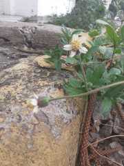 Tridax procumbens