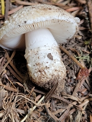 Saproamanita pruittii