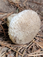 Saproamanita pruittii