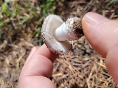 Saproamanita pruittii