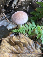 Agaricus diminutivus