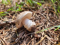 Saproamanita pruittii