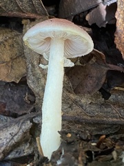 Agaricus diminutivus