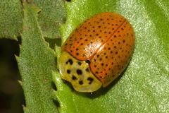 Anacassis cribrum