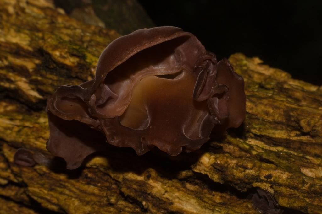 Auricularia fuscosuccinea · October 2021 · photo: © fmiudo (iNaturalist, cc0)