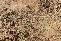 Acacia lycopodiifolia