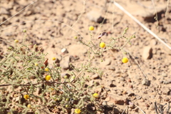 Acacia lycopodiifolia