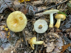 Russula ballouii